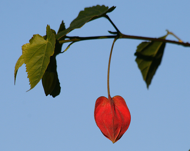 Fleur d'hivers