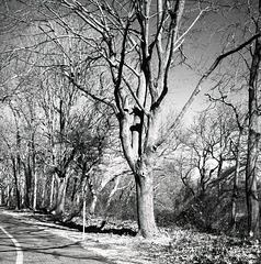 Tree by the Road