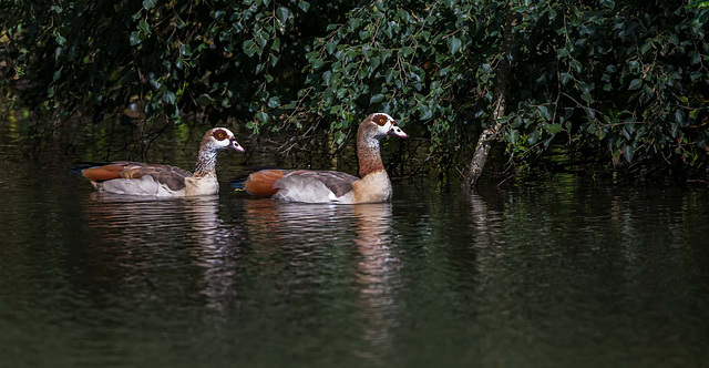 Egypptian geese