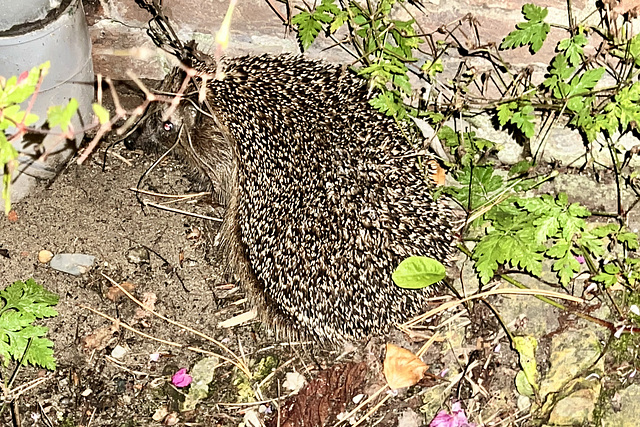 Hedgehog