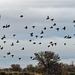Starling Fly Past