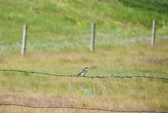 barbed wire perch