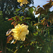 Le rosier jaune