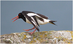 EF7A4490  Oystercatcher