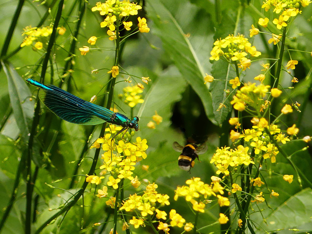 Insektenparadies (2xPiP)