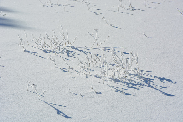 fleurs de givre 1