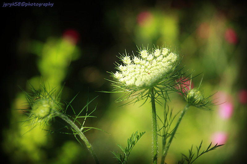 Queen Anne's Lace