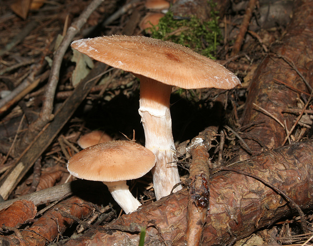 champignon-- mushroom