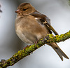Chaffinch