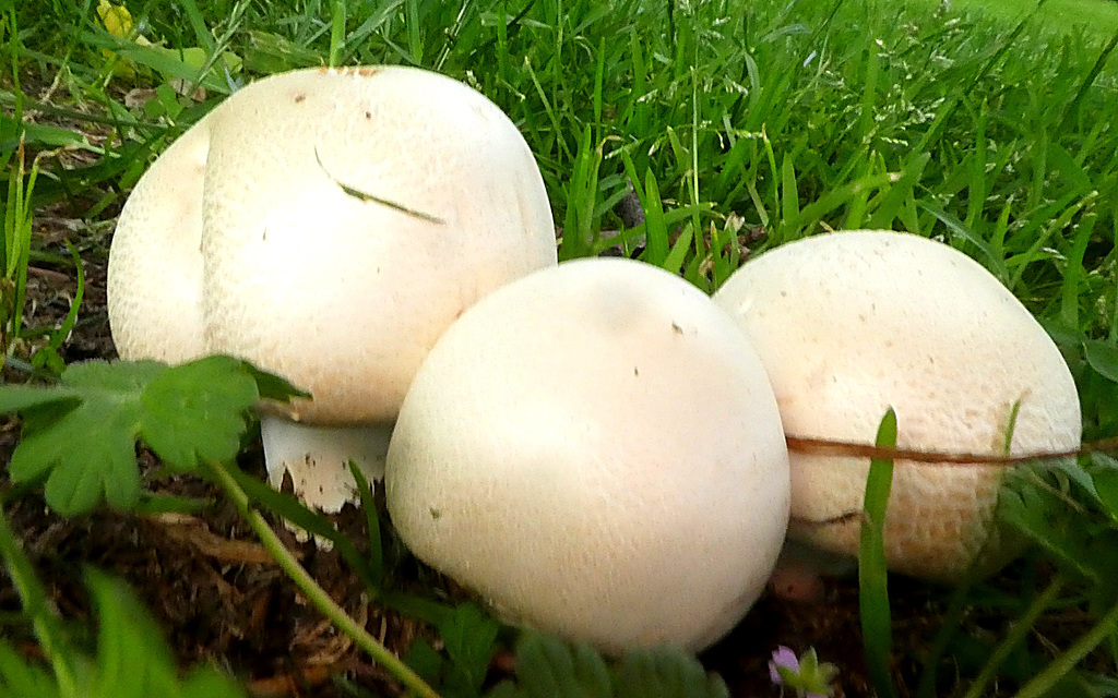 Ze schieten als paddenstoelen uit de grond