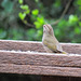 Day 7, Olive Sparrow, Estero Llano Grande SP