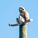 Gibbon