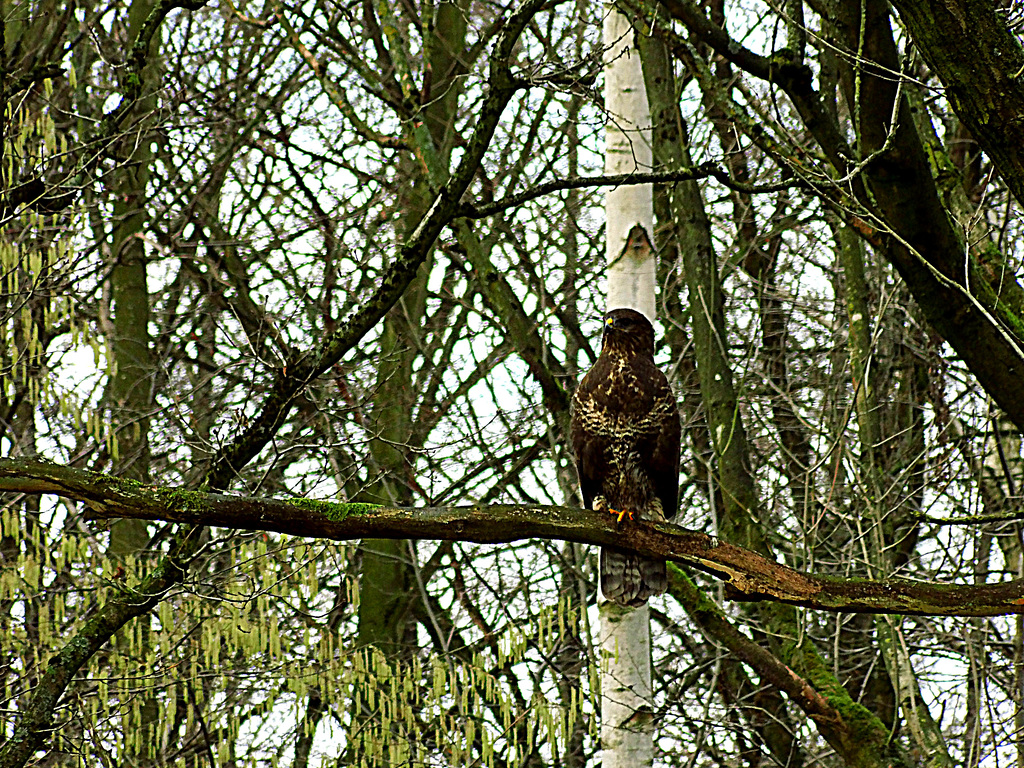 Buizerd......