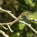 20190902 5709CPw [D~VR] Große Heidelibelle, Sundische Wiese, Zingst