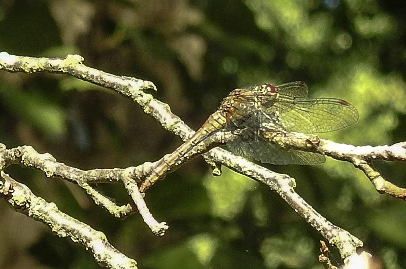 20190902 5709CPw [D~VR] Blutrote Heidelibelle (Sympetrum sanguineum), Sundische Wiese, Zingst