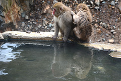 Japan, Jigokudani Yaen-Kōen Snow Monkey Park, Japanese Macaques at the Hot Spring