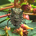 Red Legged Shield Bug. Final Instar Nymph