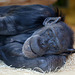Schimpansin Katche (Zoo Karlsruhe)