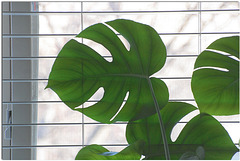 Five lobes ~ Monstera