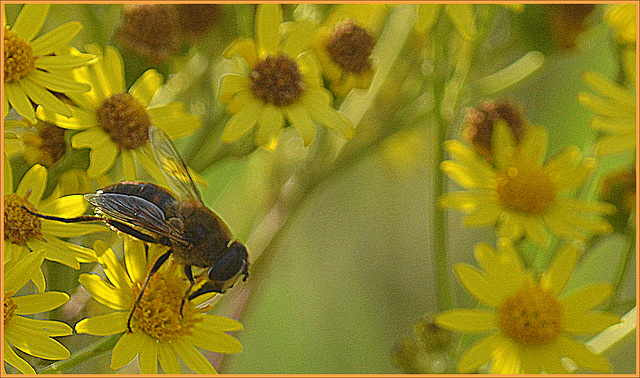 This insect defies the poison of the Jacobs wort