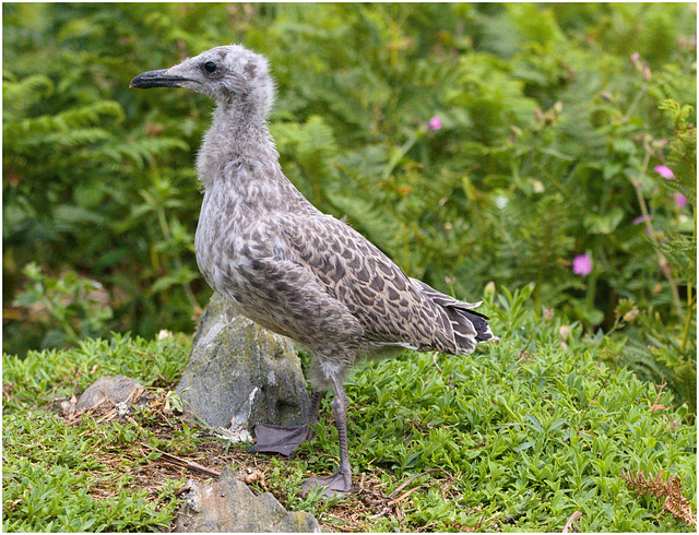 EF7A4509 Herring Gull chick