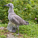 EF7A4509 Herring Gull chick