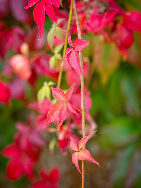 Red Ivy