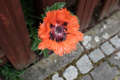 Mohnblüte Mohnblüte