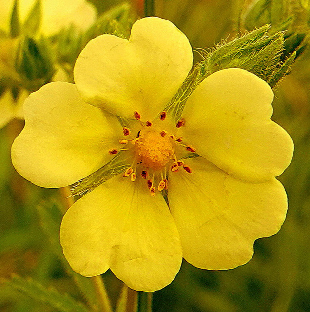 Potentilla recta sulphurea - Potentille dressée Potentilla recta var. sulphurea