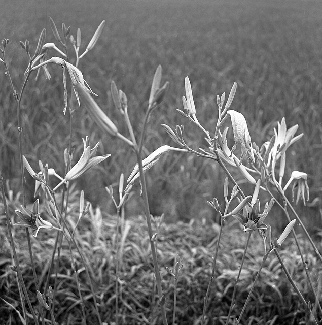 Lily buds by the paddy