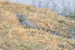 Juna krokodilo. Okavango-Delto