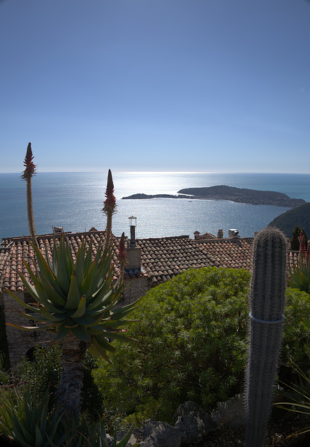 Eze, contre-jour cactus