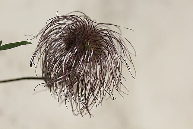 Clematis seed head