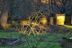 Catching The Light. Wallsend Cemetery