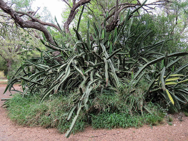 Day 7, cactus, Estero Llano Grande SP