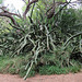 Day 7, cactus, Estero Llano Grande SP