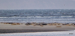 Seals waitying for salmon at the mouth of Findhorn Bay