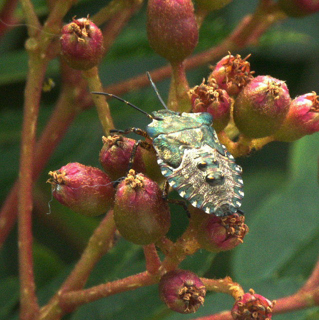 Red Legged Shield Bug. Final Instar Nymph