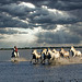 CAMARGUE