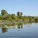 Киев, Белые лилии у берегов Ольгина острова / Kiev, White lilies off the coast of Olghin Island