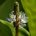 20210822 2482CPw [D~LIP] Herzblättriges Hechtkraut (Pontederia 'Cordata Pink'), Bad Salzuflen