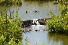 Alaska, Beaver Dam on the Paxton Lake