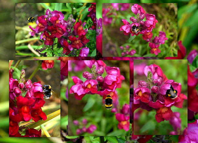 Bee on Antirrhinum