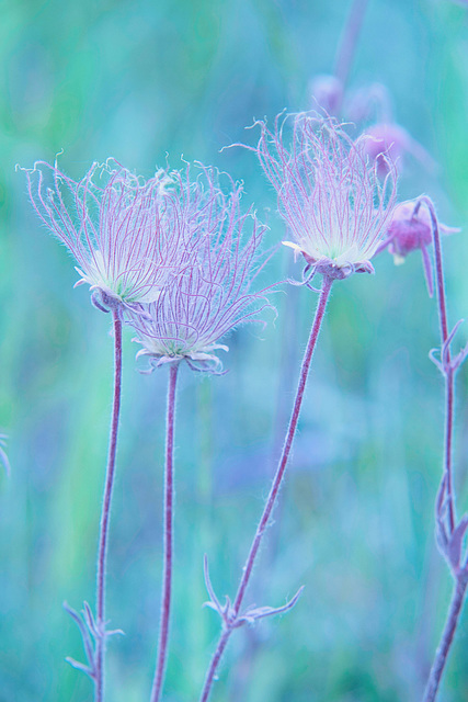 prairie smoke 3