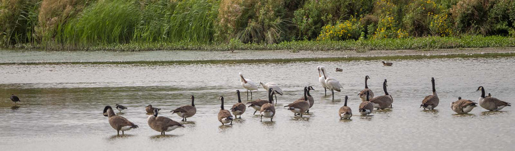 Spoonbill