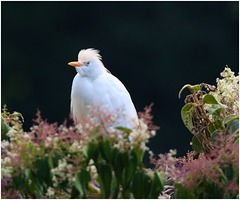 EF7A1173 Cattle Egret