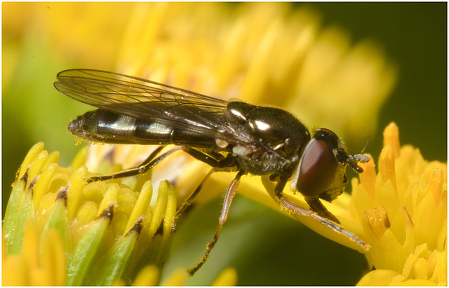 IMG 9831 hoverfly