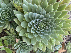 More Hens and Chicks