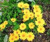 Daisies In A Paddock.