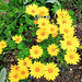 Daisies In A Paddock.